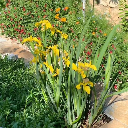 Maison d'hôtes Opera House Paxos