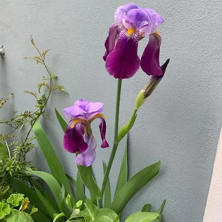 Opera House Paxos 4* Gaios